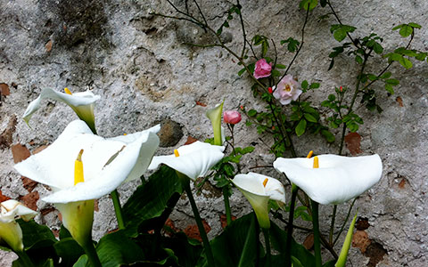 Fiori