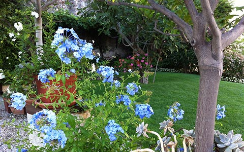 Fiori