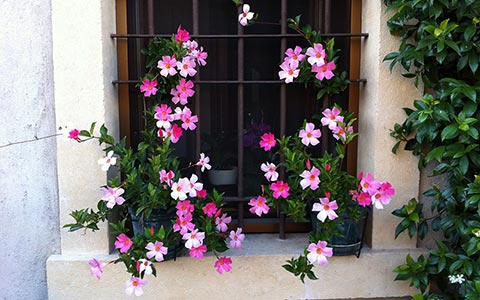 Fiori