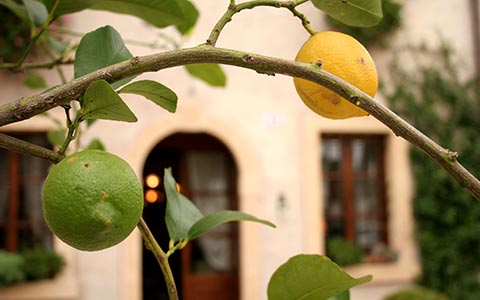 Giardino