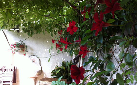 Giardino