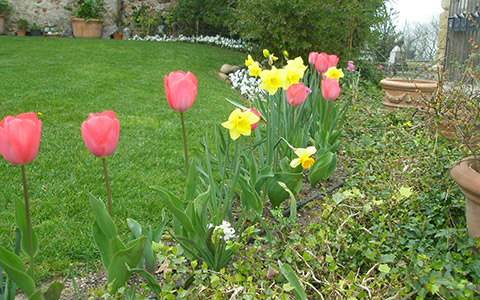 Giardino
