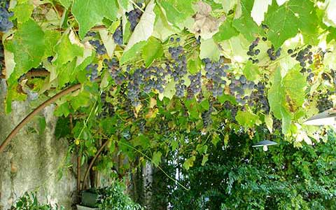 Giardino